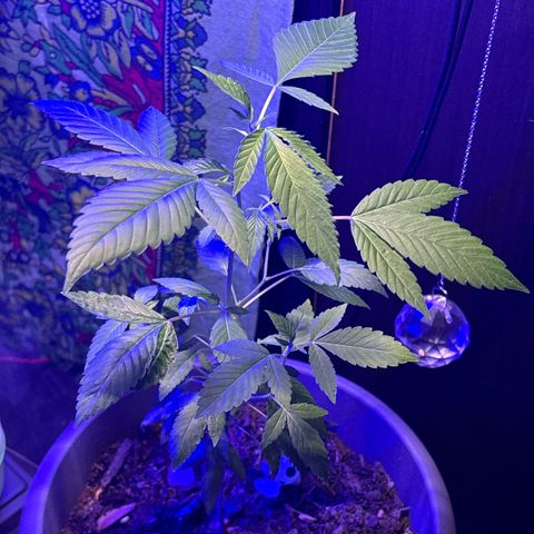 Solemn Mother of the Silly Wonka - the og growlog photo: beautiful growth during stretching period, should start developing larger buds soon i hope?