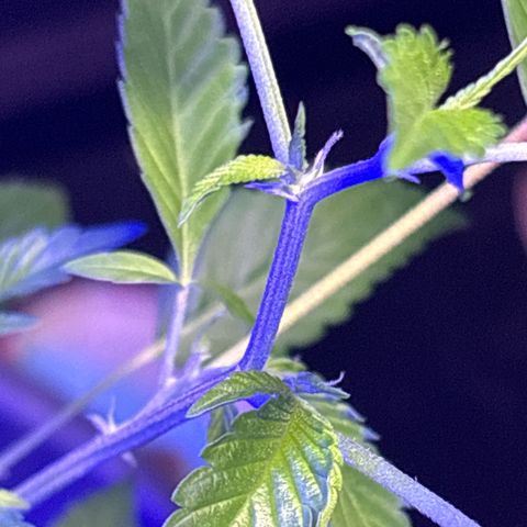 Solemn Mother of the Silly Wonka - the og growlog photo: beautiful growth during stretching period, should start developing larger buds soon i hope?