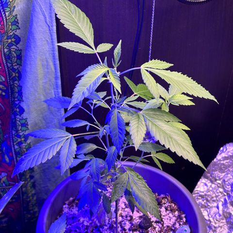 Solemn Mother of the Silly Wonka - the og growlog photo: still going alright i think?? new buds r growing but they don't seem too big... i'm thinking it's a nutrient problem