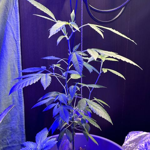 Solemn Mother of the Silly Wonka - the og growlog photo: still going alright i think?? new buds r growing but they don't seem too big... i'm thinking it's a nutrient problem