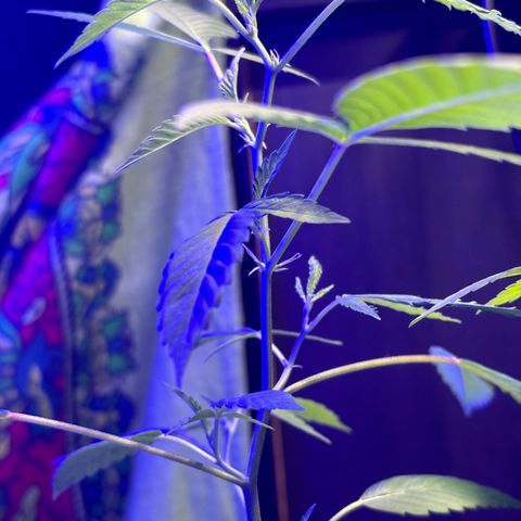 Solemn Mother of the Silly Wonka - the og growlog photo: still going alright i think?? new buds r growing but they don't seem too big... i'm thinking it's a nutrient problem