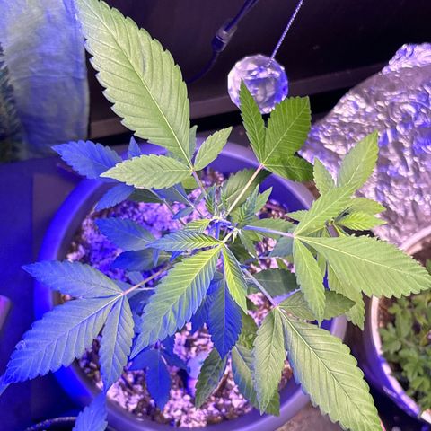 Solemn Mother of the Silly Wonka - the og growlog photo: still going alright i think?? new buds r growing but they don't seem too big... i'm thinking it's a nutrient problem