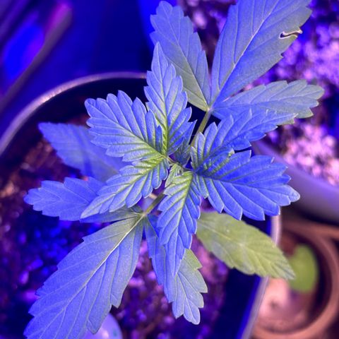 Bad Ass Borealis growlog photo: growing well ig