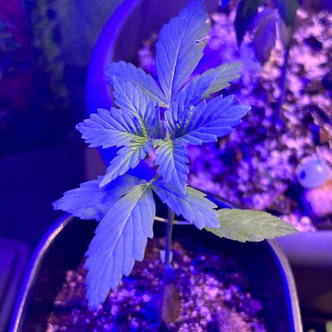 Bad Ass Borealis growlog photo: growing well ig