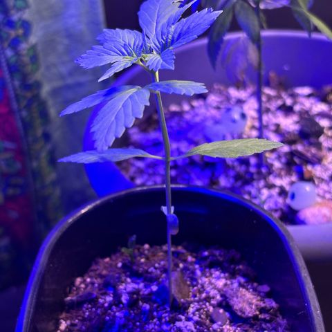 Bad Ass Borealis growlog photo: growing well ig