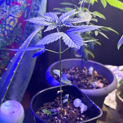 Bad Ass Borealis growlog photo: growing wonderful, if a bit stunted... but somehow she's already making buds??? idk this is my first time w an autoflower so maybe i just fucked up w the lighting schedule somehow, but ig i can't complain?