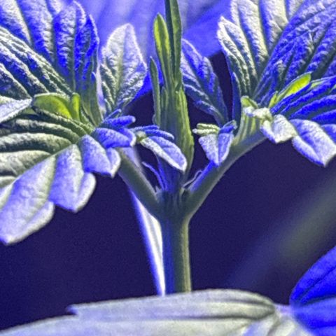 Bad Ass Borealis growlog photo: growing wonderful, if a bit stunted... but somehow she's already making buds??? idk this is my first time w an autoflower so maybe i just fucked up w the lighting schedule somehow, but ig i can't complain?