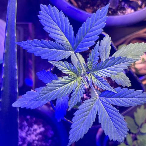 Bad Ass Borealis growlog photo: growing wonderful, if a bit stunted... but somehow she's already making buds??? idk this is my first time w an autoflower so maybe i just fucked up w the lighting schedule somehow, but ig i can't complain?