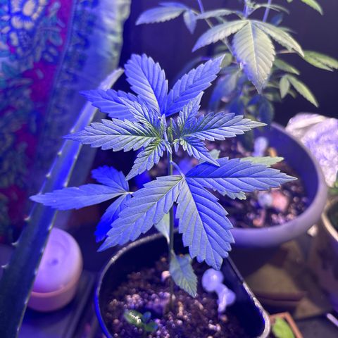 Bad Ass Borealis growlog photo: growing wonderful, if a bit stunted... but somehow she's already making buds??? idk this is my first time w an autoflower so maybe i just fucked up w the lighting schedule somehow, but ig i can't complain?