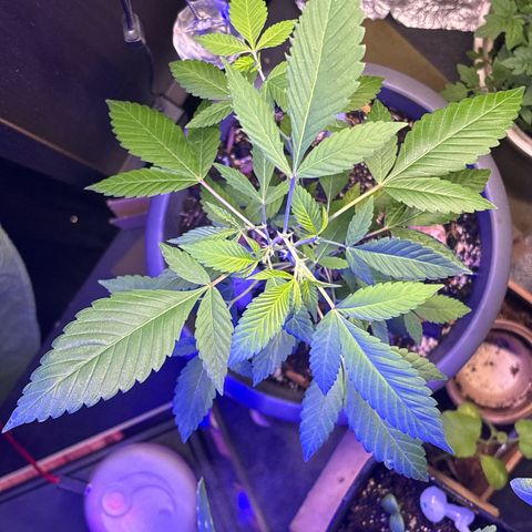 Solemn Mother of the Silly Wonka - the og growlog photo: growing good? still producing small pre flower at every new node, pretty crazy how long it's been but we're holding onto the hope it'll make it through to full flower