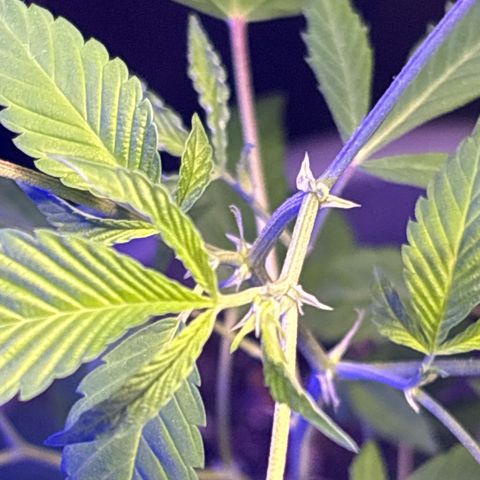 Solemn Mother of the Silly Wonka - the og growlog photo: growing good? still producing small pre flower at every new node, pretty crazy how long it's been but we're holding onto the hope it'll make it through to full flower