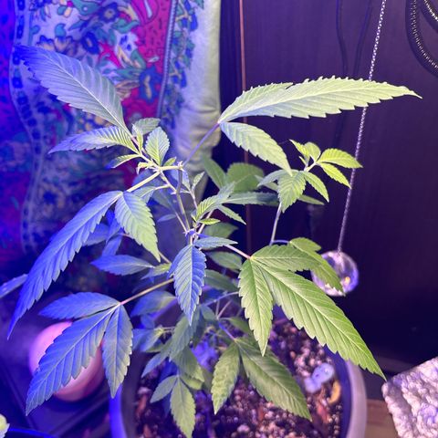 Solemn Mother of the Silly Wonka - the og growlog photo: growing good? still producing small pre flower at every new node, pretty crazy how long it's been but we're holding onto the hope it'll make it through to full flower