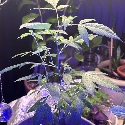 Solemn Mother of the Silly Wonka - the og growlog photo: growing good? still producing small pre flower at every new node, pretty crazy how long it's been but we're holding onto the hope it'll make it through to full flower
