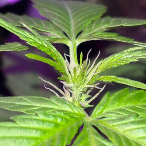 Bad Ass Borealis growlog photo: good growth and quick start to flowering stage