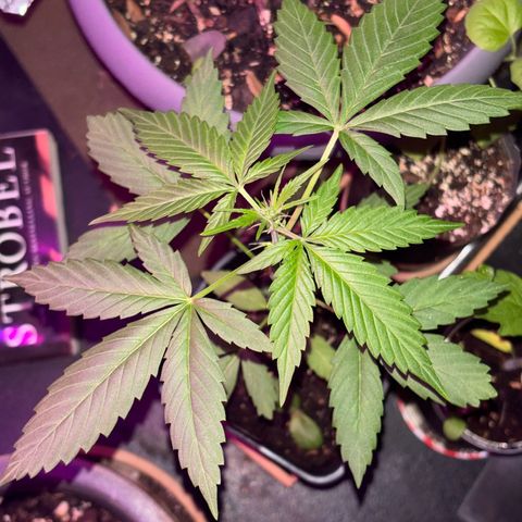 Bad Ass Borealis growlog photo: good growth and quick start to flowering stage
