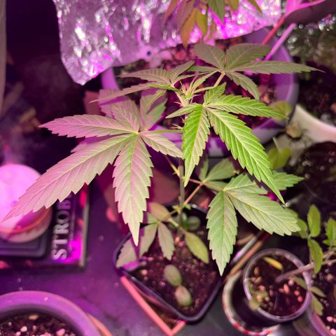 Bad Ass Borealis growlog photo: good growth and quick start to flowering stage
