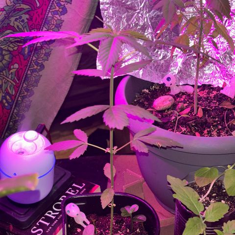 Bad Ass Borealis growlog photo: good growth and quick start to flowering stage