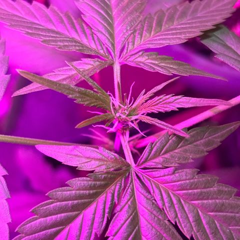 Bad Ass Borealis growlog photo: good growth and quick start to flowering stage