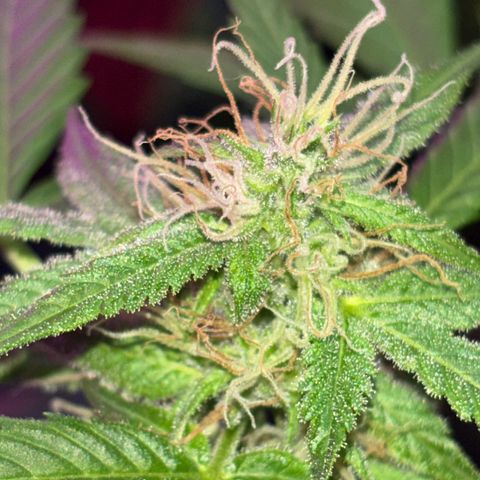 Bad Ass Borealis growlog timeline photo