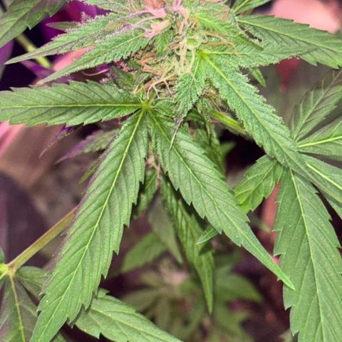 Bad Ass Borealis growlog timeline photo