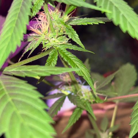 Bad Ass Borealis growlog timeline photo