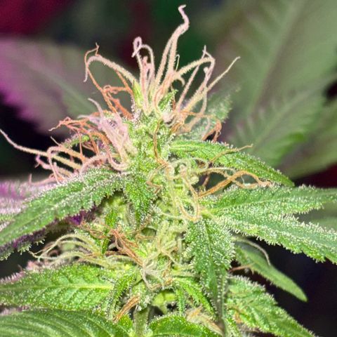 Bad Ass Borealis growlog timeline photo
