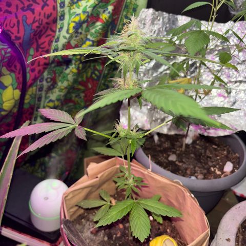 Bad Ass Borealis growlog timeline photo