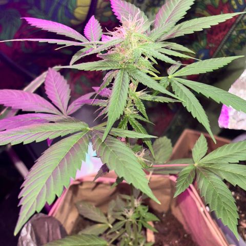 Bad Ass Borealis growlog timeline photo