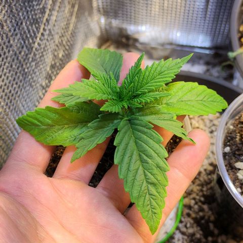 Jack Hero growlog timeline photo