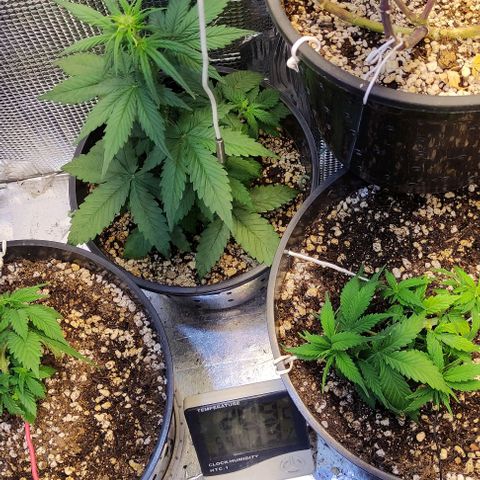 Orange blossom  growlog timeline photo