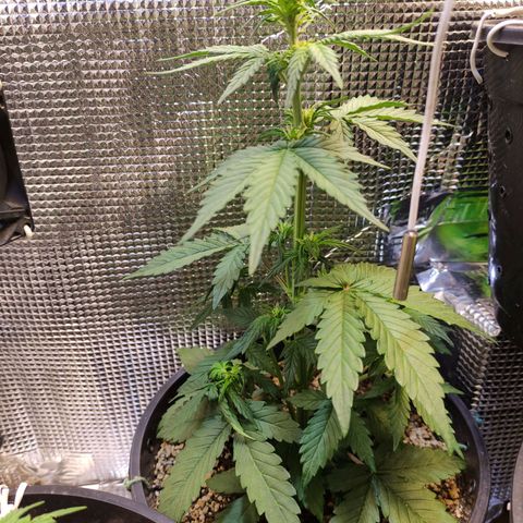 Orange blossom  growlog timeline photo