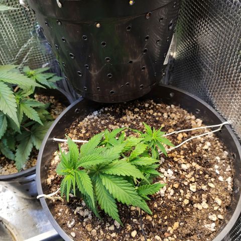 Jack Hero growlog timeline photo