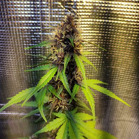 Orange blossom  growlog timeline photo