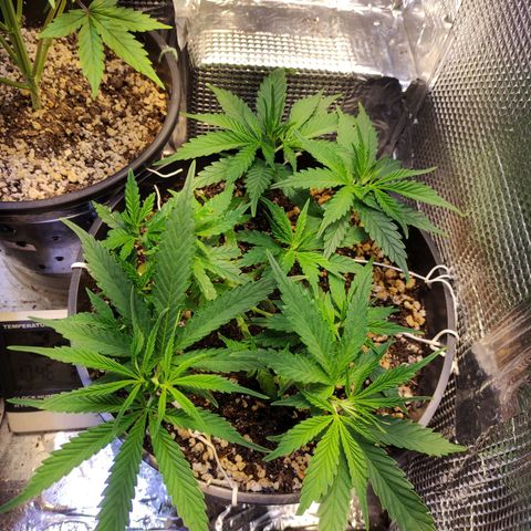 Jack Hero growlog timeline photo