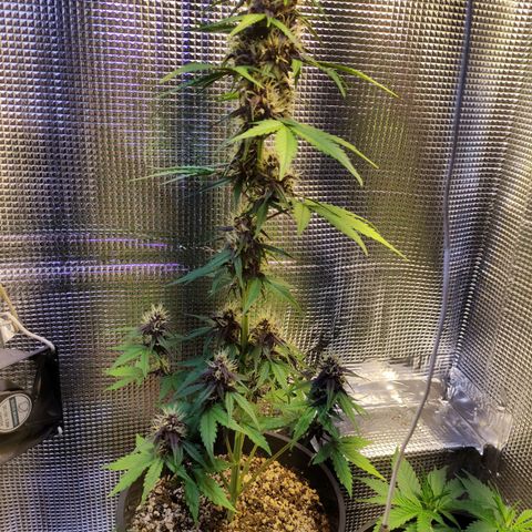 Orange blossom  growlog timeline photo