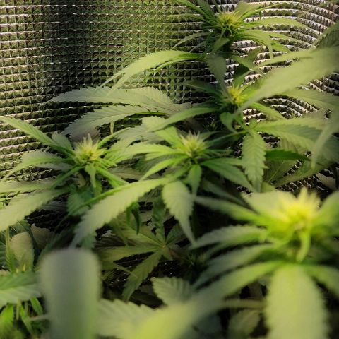 Jack Hero growlog timeline photo