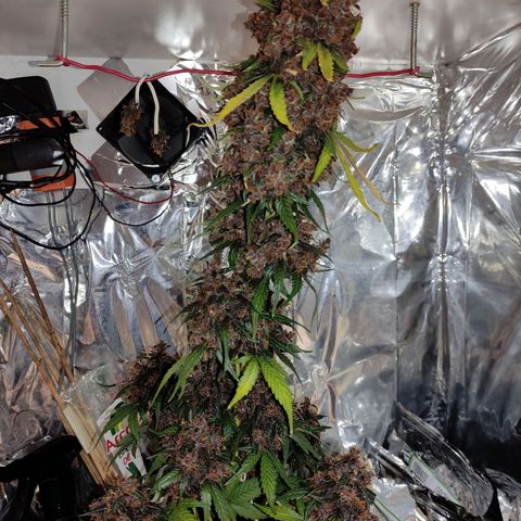 Orange blossom  growlog timeline photo
