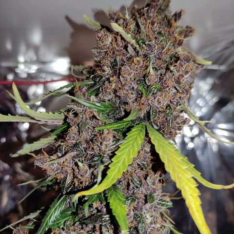 Orange blossom  growlog timeline photo