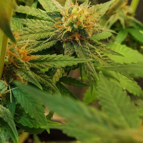 Jack Hero growlog timeline photo