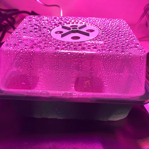 Fast Eddy growlog photo: Germination is in progress, they broke through today. A few more days and I’ll be able to remove the dome and use an oscillating fan for a breeze
