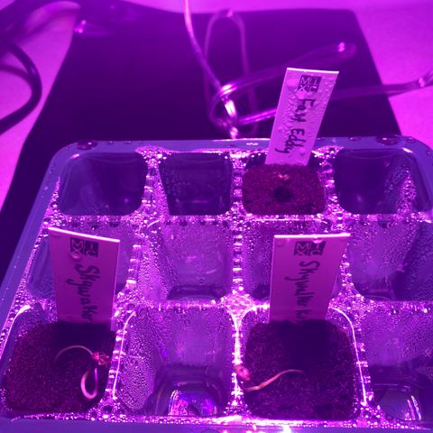 Fast Eddy growlog photo: Still have the dome on, but removed it for this pic. I’ll likely remove the dome in a day or two and start an oscillating fan.