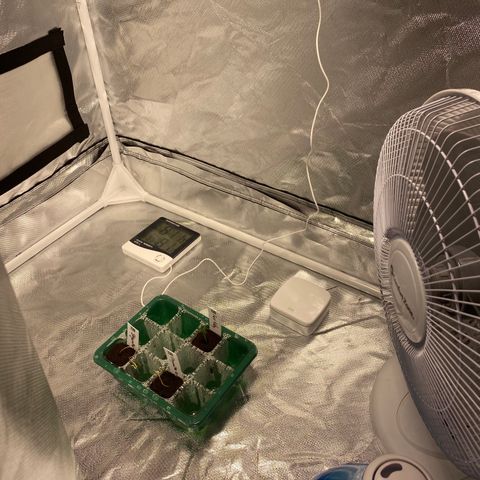 Fast Eddy growlog photo: Took dome off of seedling tray and moved to grow tent. Both Skywalker Kush seedlings are limp, hopefully the circulating air will help. The Fast Eddy seems to be upright and thriving.