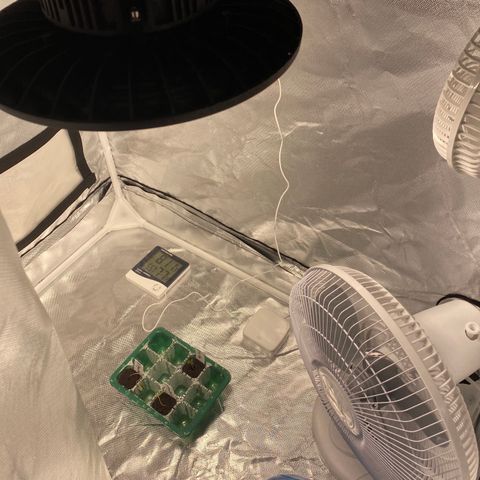 Fast Eddy growlog photo: Took dome off of seedling tray and moved to grow tent. Both Skywalker Kush seedlings are limp, hopefully the circulating air will help. The Fast Eddy seems to be upright and thriving.