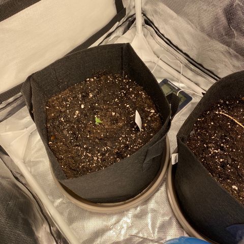 Fast Eddy growlog photo: Best looking of 3 seedlings so far. Upright stalk and 4 leaves