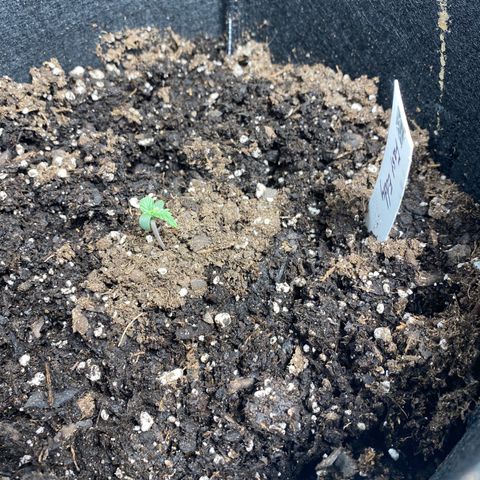 Fast Eddy growlog photo: Healthy 
