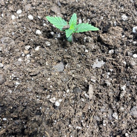 Fast Eddy growlog timeline photo