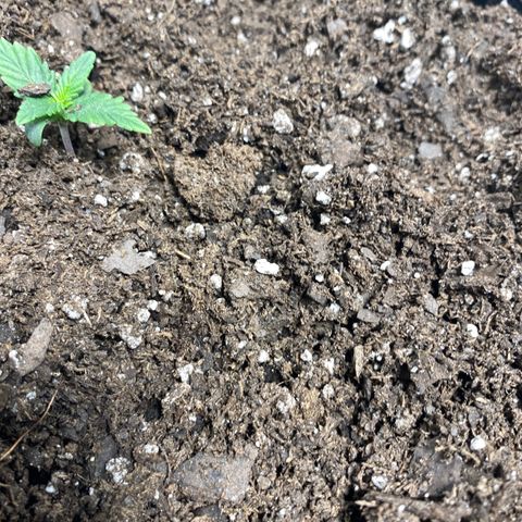 Fast Eddy growlog timeline photo