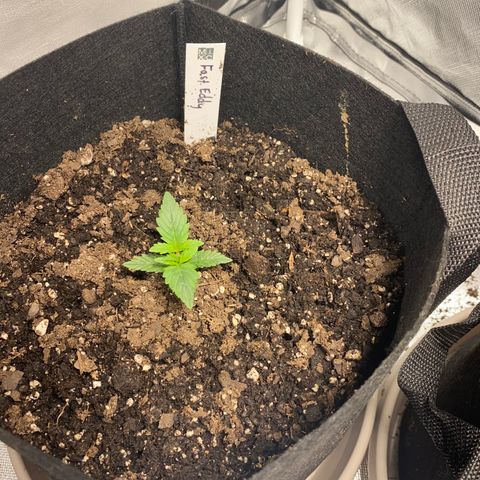 Fast Eddy growlog photo: Fast Eddy is looking great