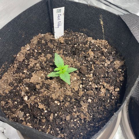 Fast Eddy growlog photo: Fast Eddy is looking great