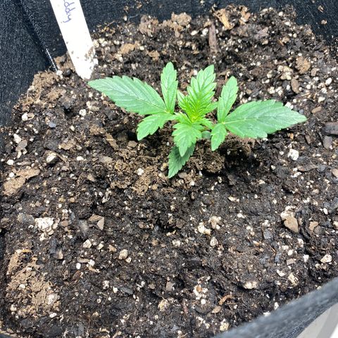 Fast Eddy growlog timeline photo